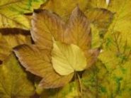 An autumn leaf